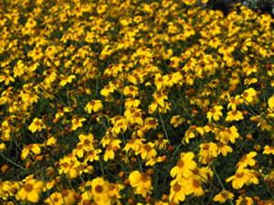 Vivers Càrex - Bidens ferulifolia